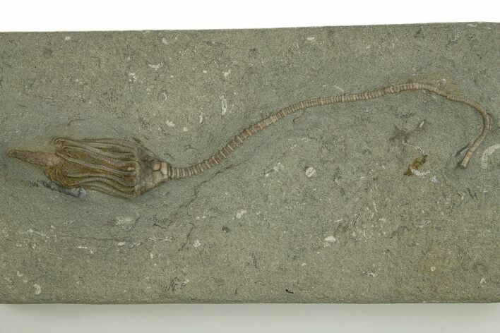 Fossil Crinoid (Macrocrinus) - Crawfordsville, Indiana #310201